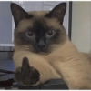 Gatito 7