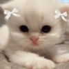 🎀🐱 Los gatitos 🐱🎀 9