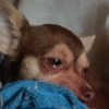 Triste 5