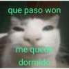 Funny cats - Pak 2 6