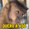 MACACOS 🙈 (COM TEXTO) 10