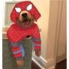 Homem aranha 4