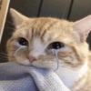 Sad cats and kittens 😭 19