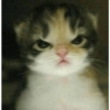 Kucing Lucu 1 24