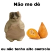 Meme gatos 7
