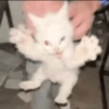 Kitty cats 2 16