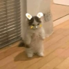 Skin kucing 28