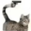 Kitty cats 2 19