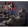 Kitty cats 2 14