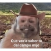 Monkey's  5