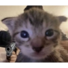 Más gatitos ♥️ 20