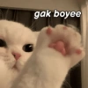 MEME KUCING BUCIN ❤ 15