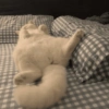 🧿Animalitos cute para chat 2 12