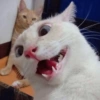 Bebês vs Gatos 2 👶🏻🐱 20
