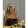 Monkey's  28