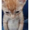 Kitty cats 2 10