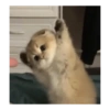 Kucing Lucu 1 6