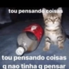 Gatinhos 6