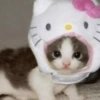 Gatitos melos😜 8