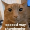 Funny cats - Pak 2 10