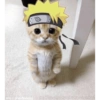 Gatito 5