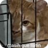 Cat Meme 11