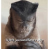 Monkey's  20