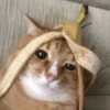 Bebês vs Gatos 2 👶🏻🐱 22