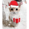 Gatito 7