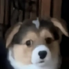 Reações de animais 10