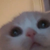Kucing Lucu 1 26