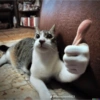 Más gatitos ♥️ 28