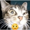 Kucing no context 24