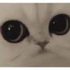 Animalitos 15