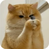 Cat Meme 14