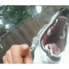 Animalitos 12
