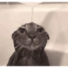 Animalitos 9