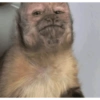 Monkey's  6