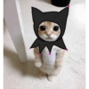 Gatito 8