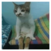 Gatos lokos!  🐱 💥 5