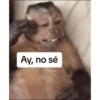 Monkey's  19