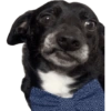 Memes  15