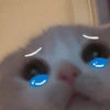 Sad cats and kittens 😭 16