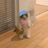 Skin kucing 16