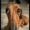 Reações de animais 15