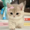 🎀🐱 Los gatitos 🐱🎀 26