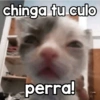 chinga tu culo perra!