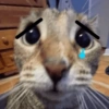 Sad cats and kittens 😭 22