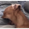 Side eye 28