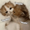 MEME KUCING BUCIN ❤ 5